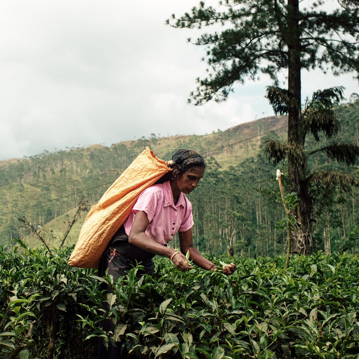 The Cost of Tea — Sri Lanka — frame